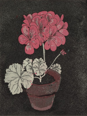Pelargonia