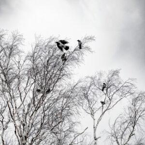 Lauttasaari Series: When the Ice Melts in Spring – The Ancient Eternal Truths Hidden Within Are Revealed No. 4