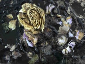 Flower 1
