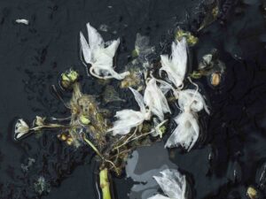 Flower 3